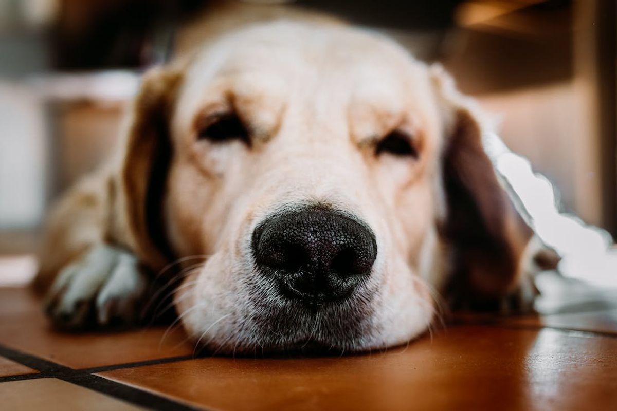 golden retriever, golden retriever puppy, sleepy dogs