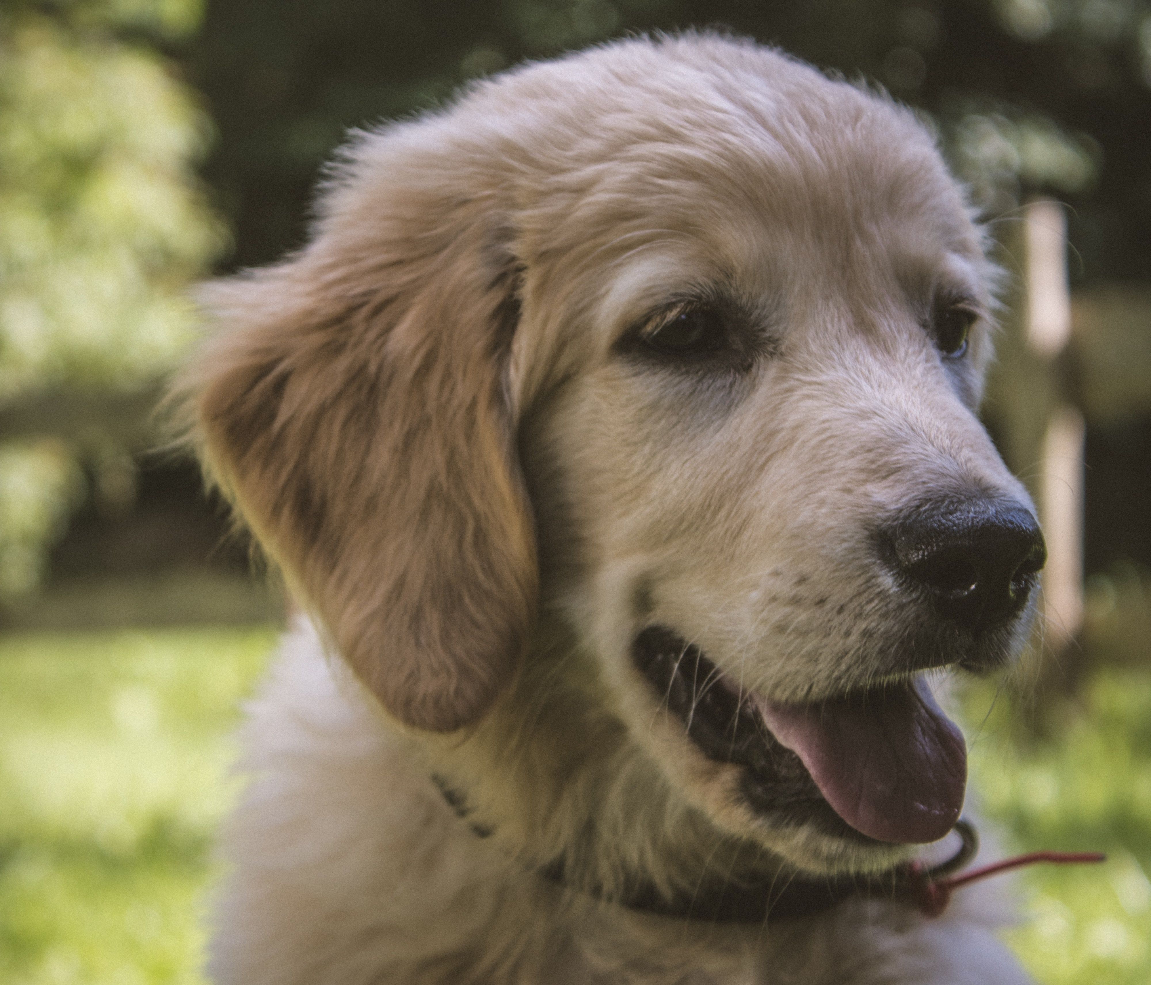 golden retriever puppy, cute dogs, dogs of reddit