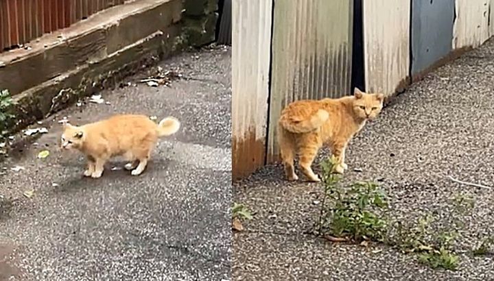 stray cat orange