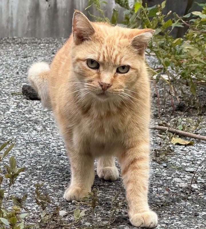 orange stray cat