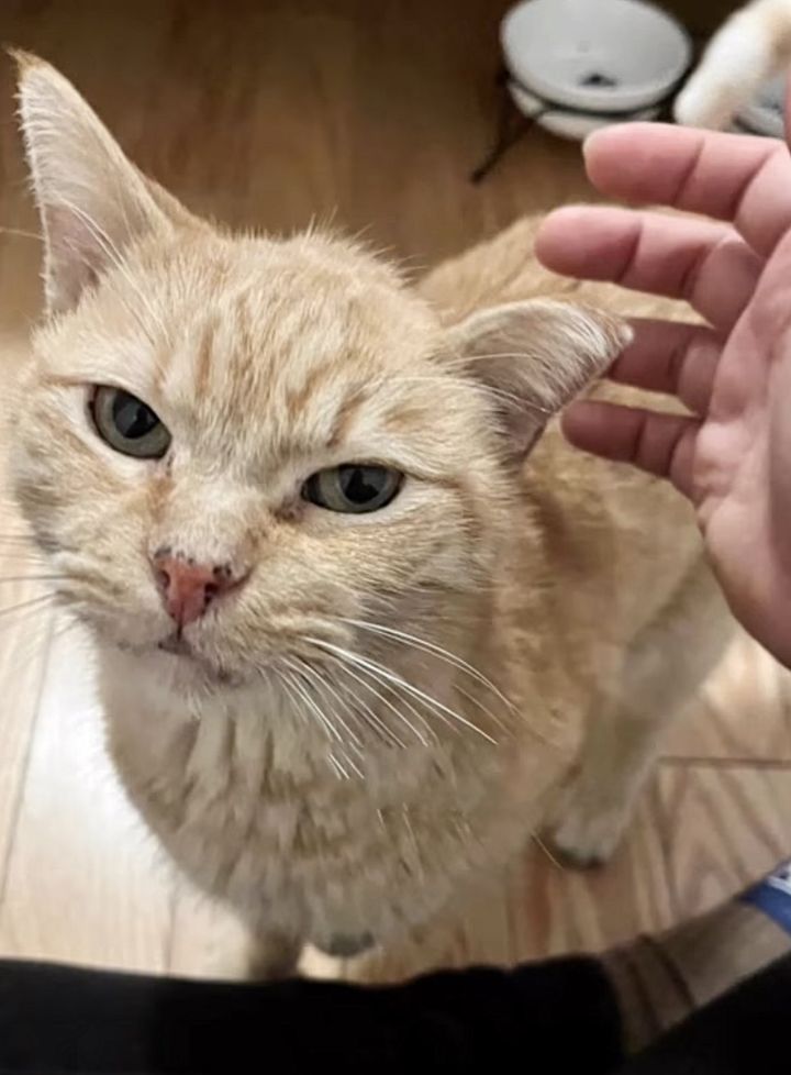 stray cat rescued indoors
