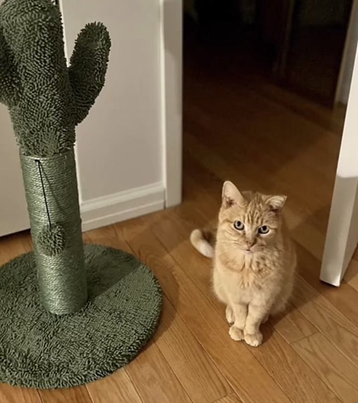 supervisor cat
