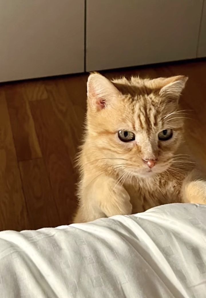 sweet orange cat bedtime