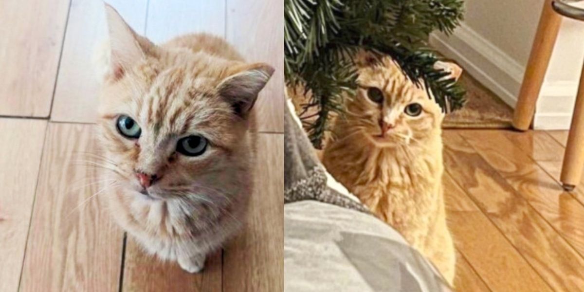 Parking Lot Cat Transforms into Other folks ‘Manager’ When Any individual Takes a Likelihood on Him