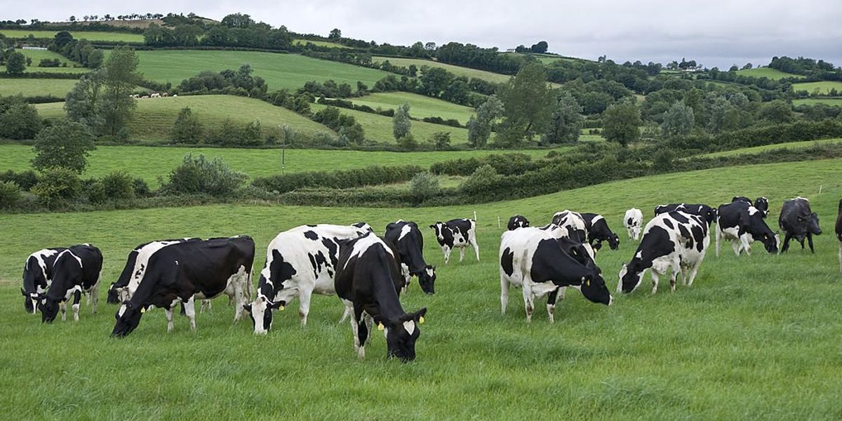 NextImg:Ireland considering killing 200,000 cows to fight climate change