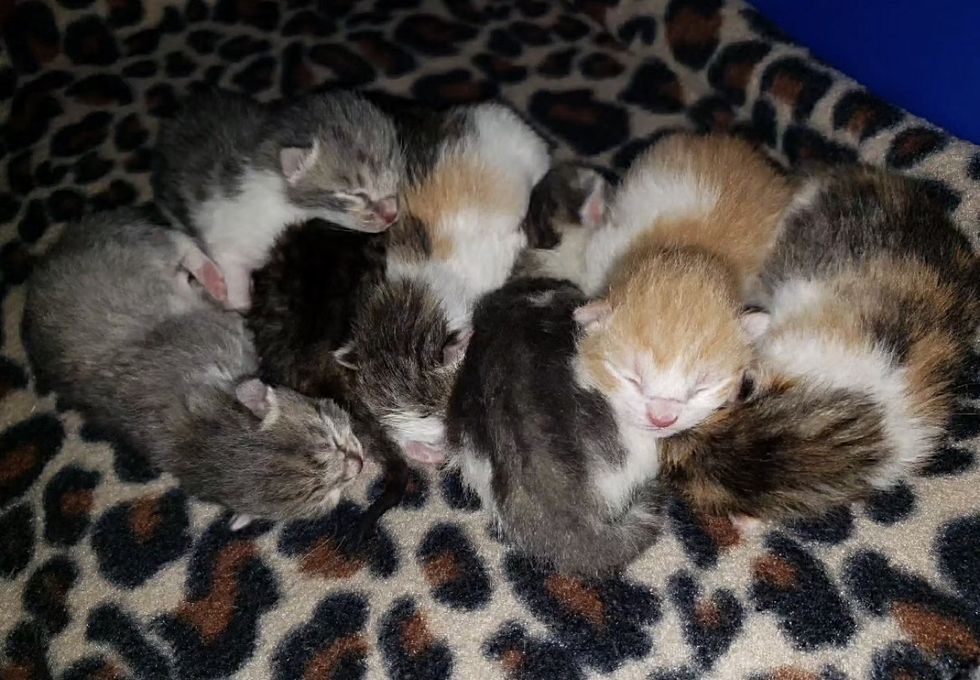 newborn kittens cuddle pile