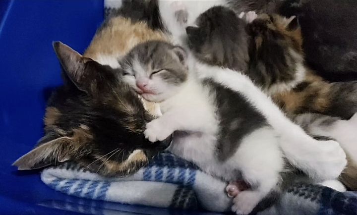 kitten cat cuddles