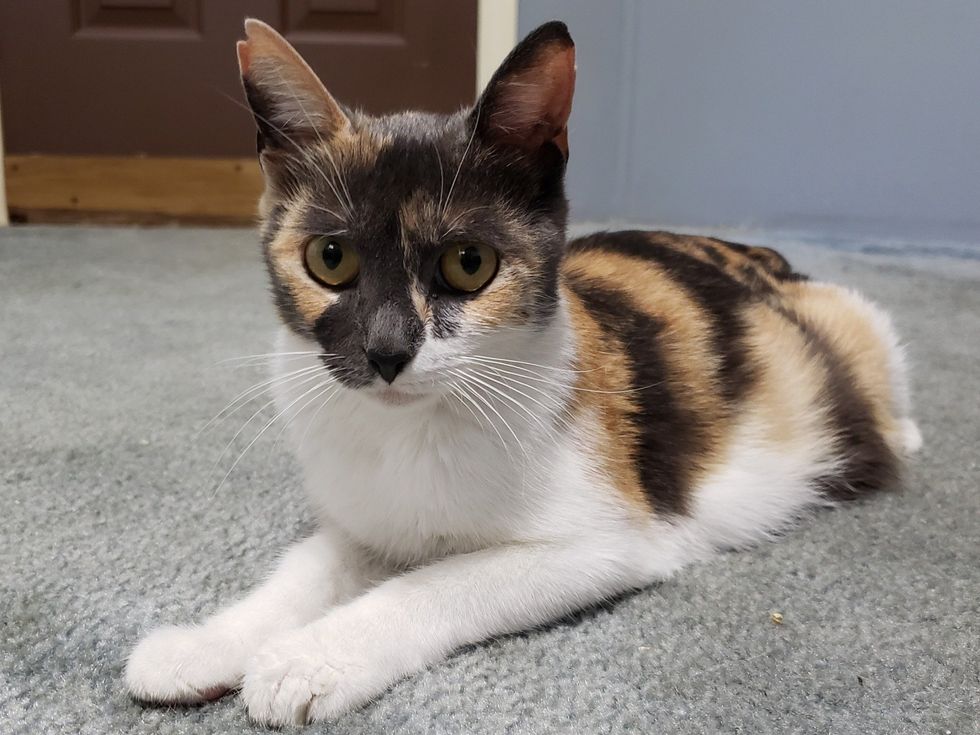 sweet calico cat