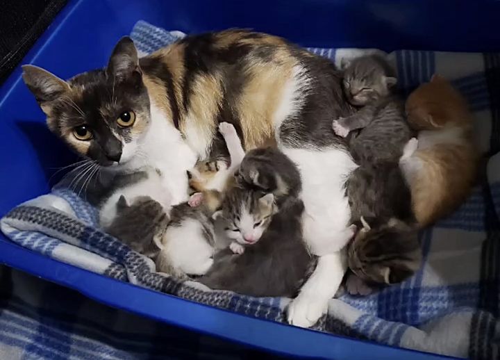 cat mom kittens cuddles