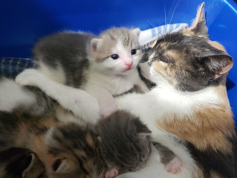 cat mom nursing kittens