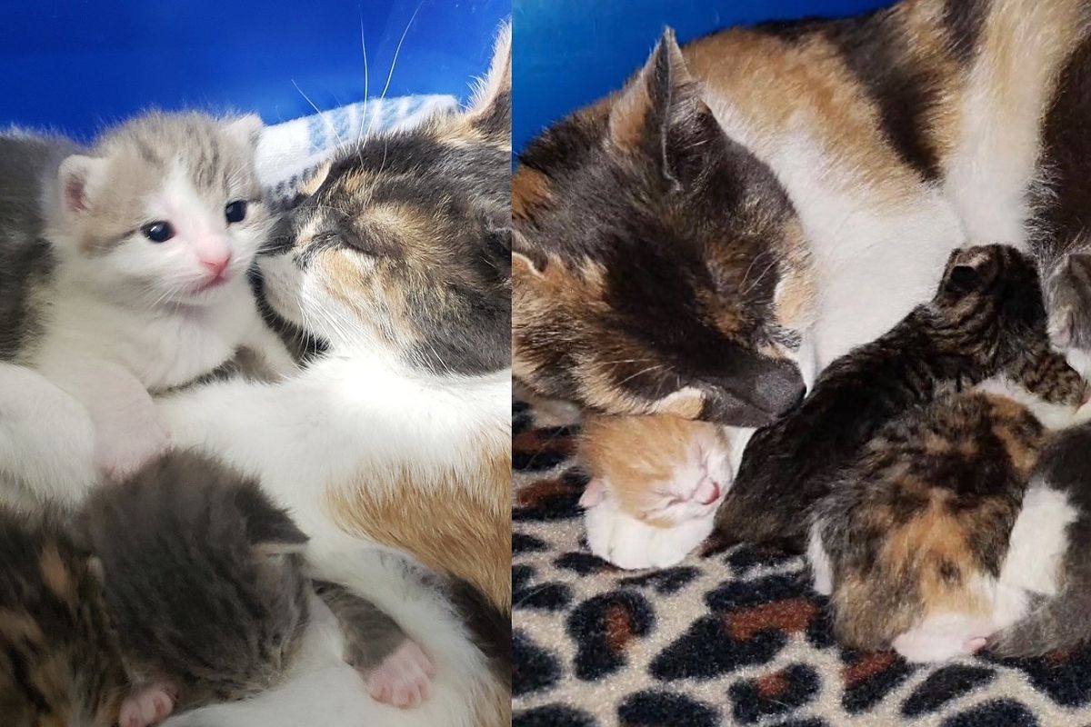 Cat Accepts Help from Kind Folks and Finally Moves Indoors, within a Few Days She Has Kittens in Their Room