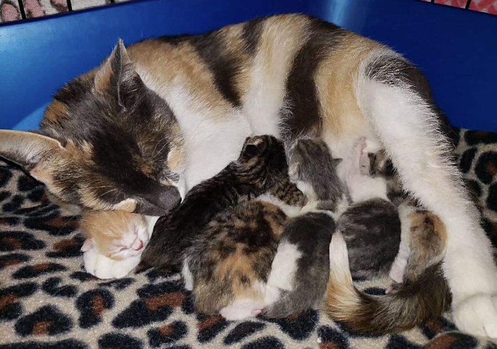 cat mom nursing kittens