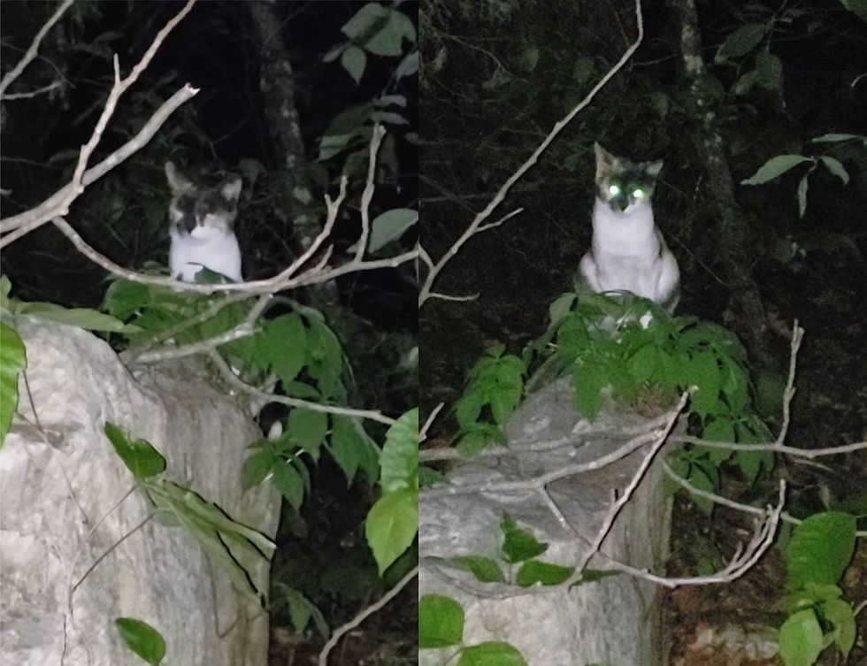 stray cat outdoors