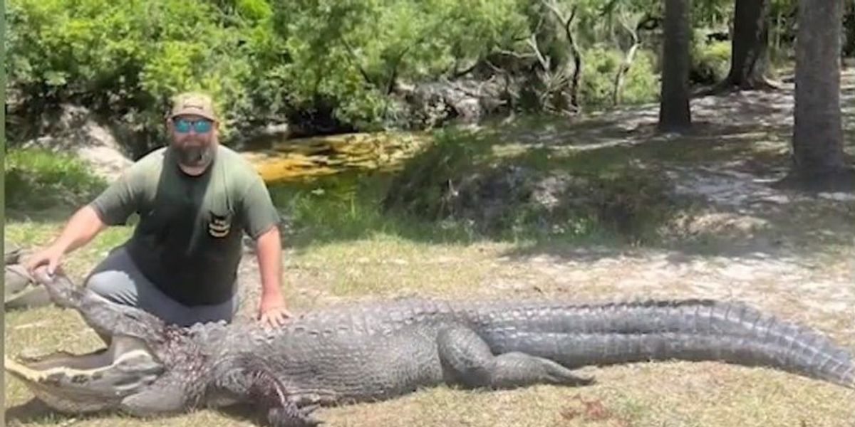 NextImg:Florida man wrestles alligator to save pet dog