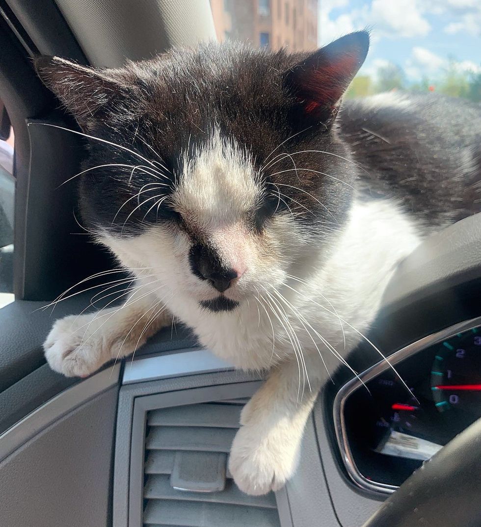 Cat Waits on the Road and Jumps in an Uber When the Door Opens, Ready ...