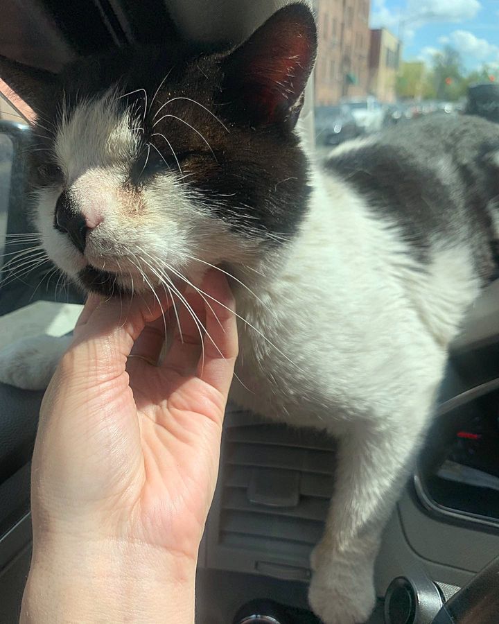 stray cat uber car