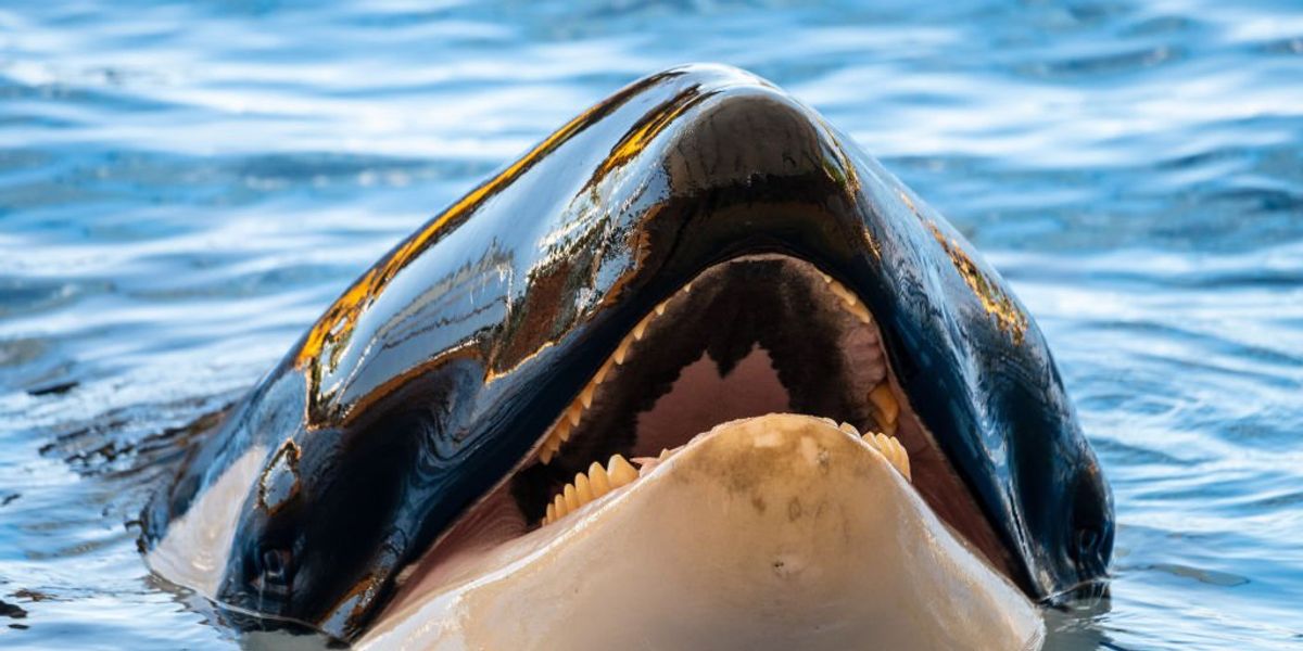 NextImg:Video: Killer whales are attacking boats; young orcas are following suit