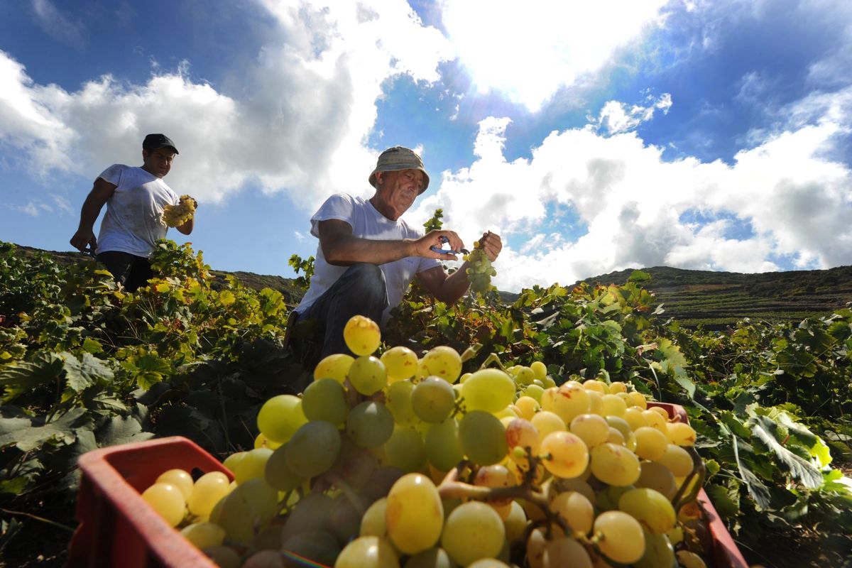 Anche l’oro di Pantelleria in coda per il Pnrr