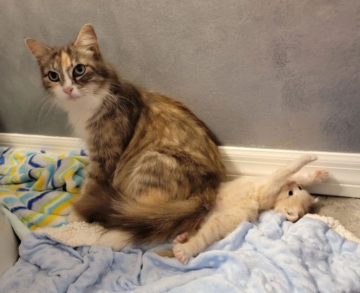 cat mom cute kitten