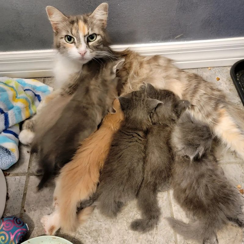 cat mom nursing kittens