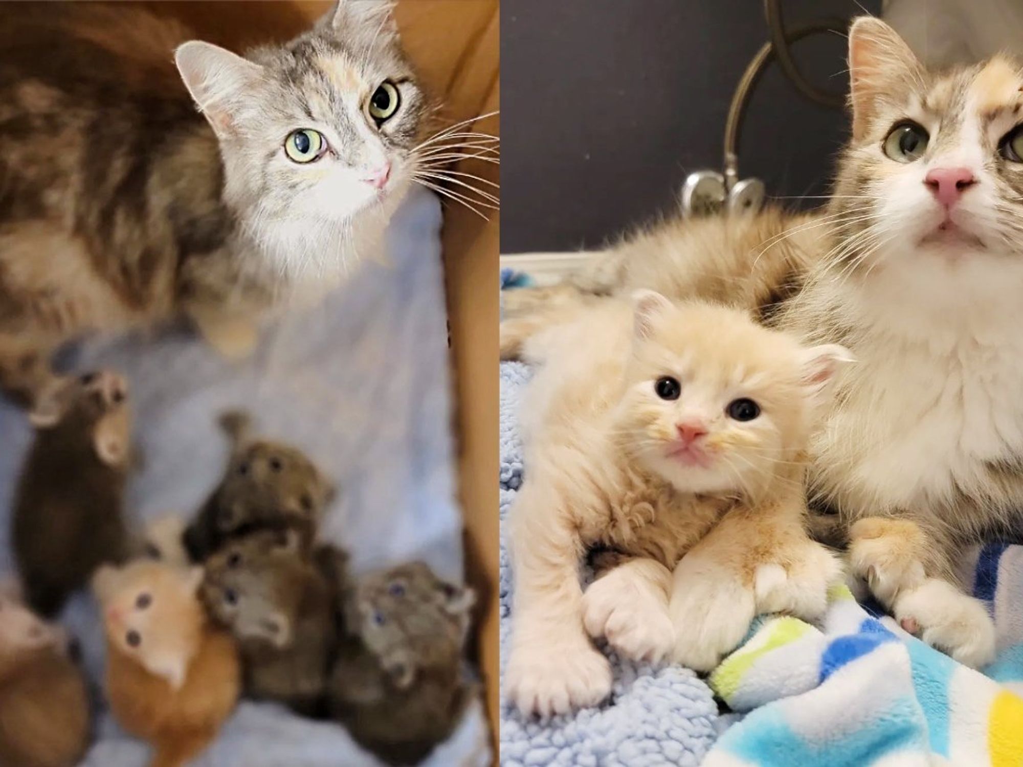 Kind People Rush to Help Cat and Her 6 Kittens, Stunned to Find They are All Polydactyl