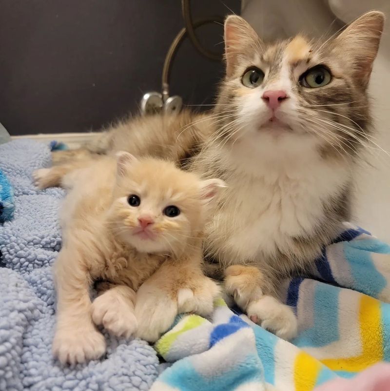 cat mom kitten polydactyl