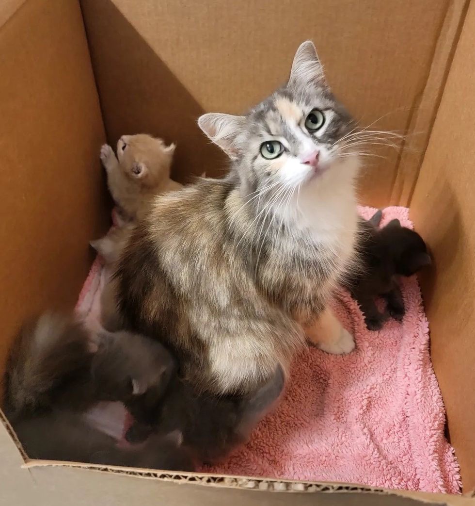 cat mom kittens