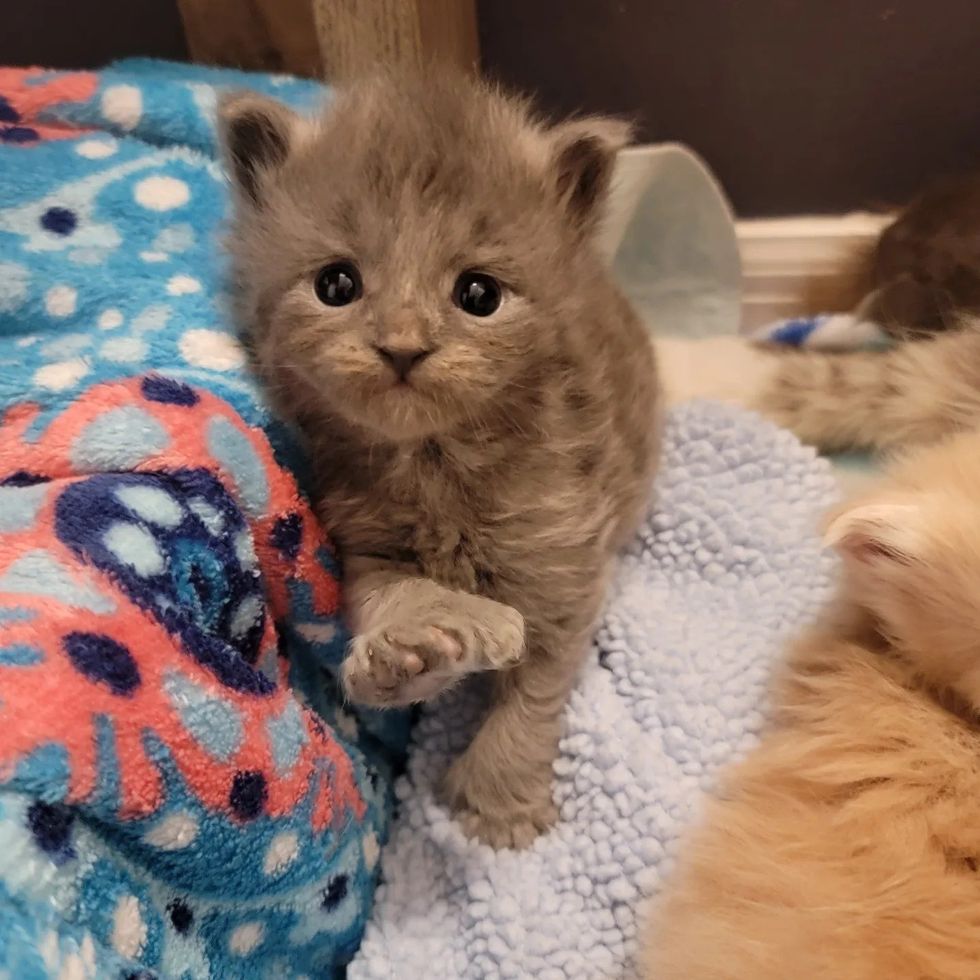 Polydactyly of extra fingers in kittens