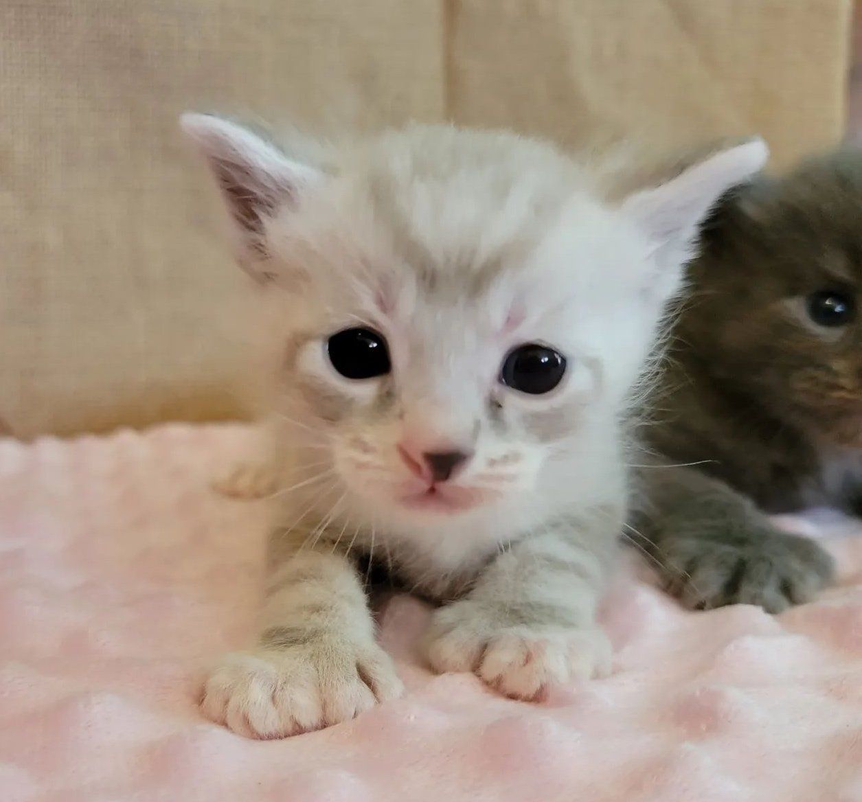 Polydactyl kittens for clearance adoption near me