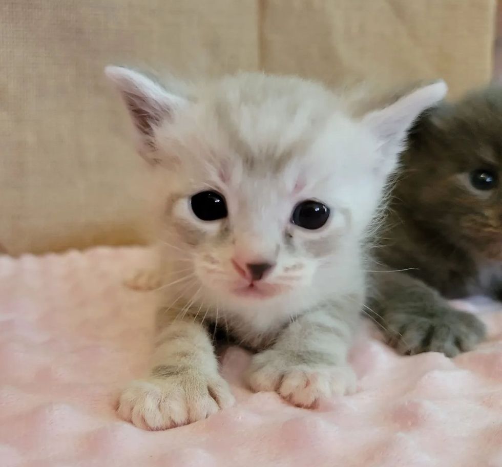 seal point kitten, kitten polydactyl