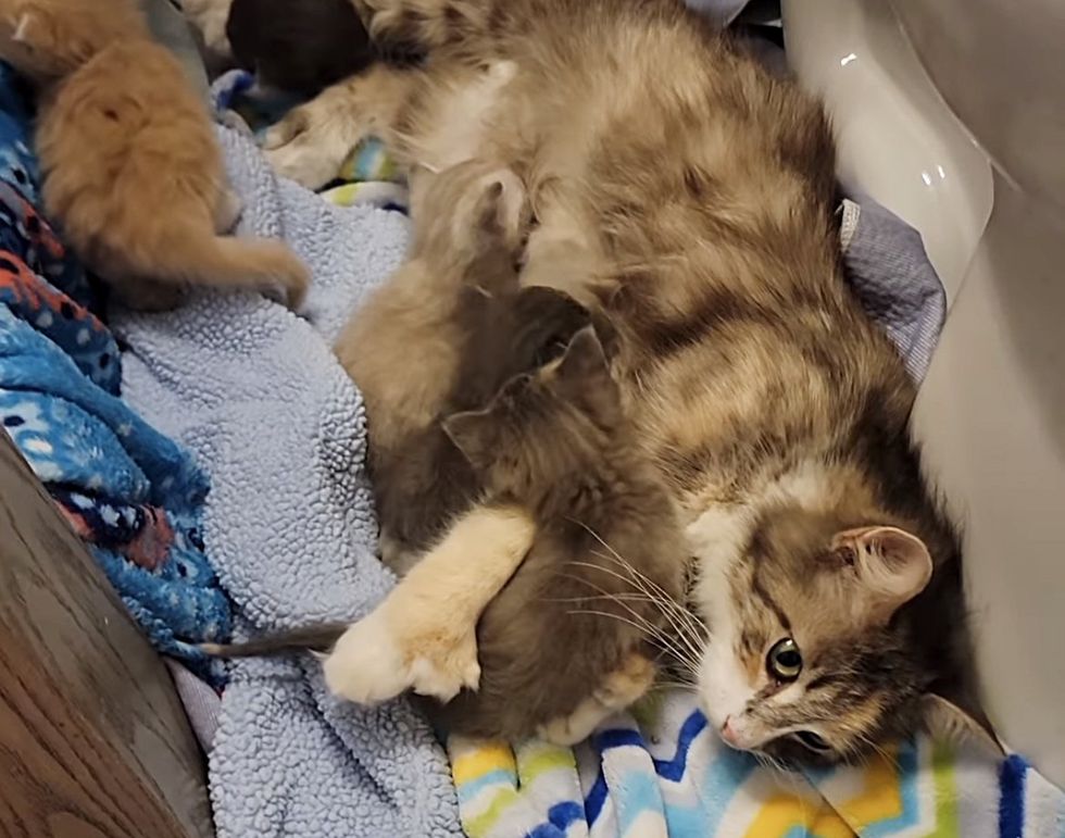 sweet cat mom kittens toes
