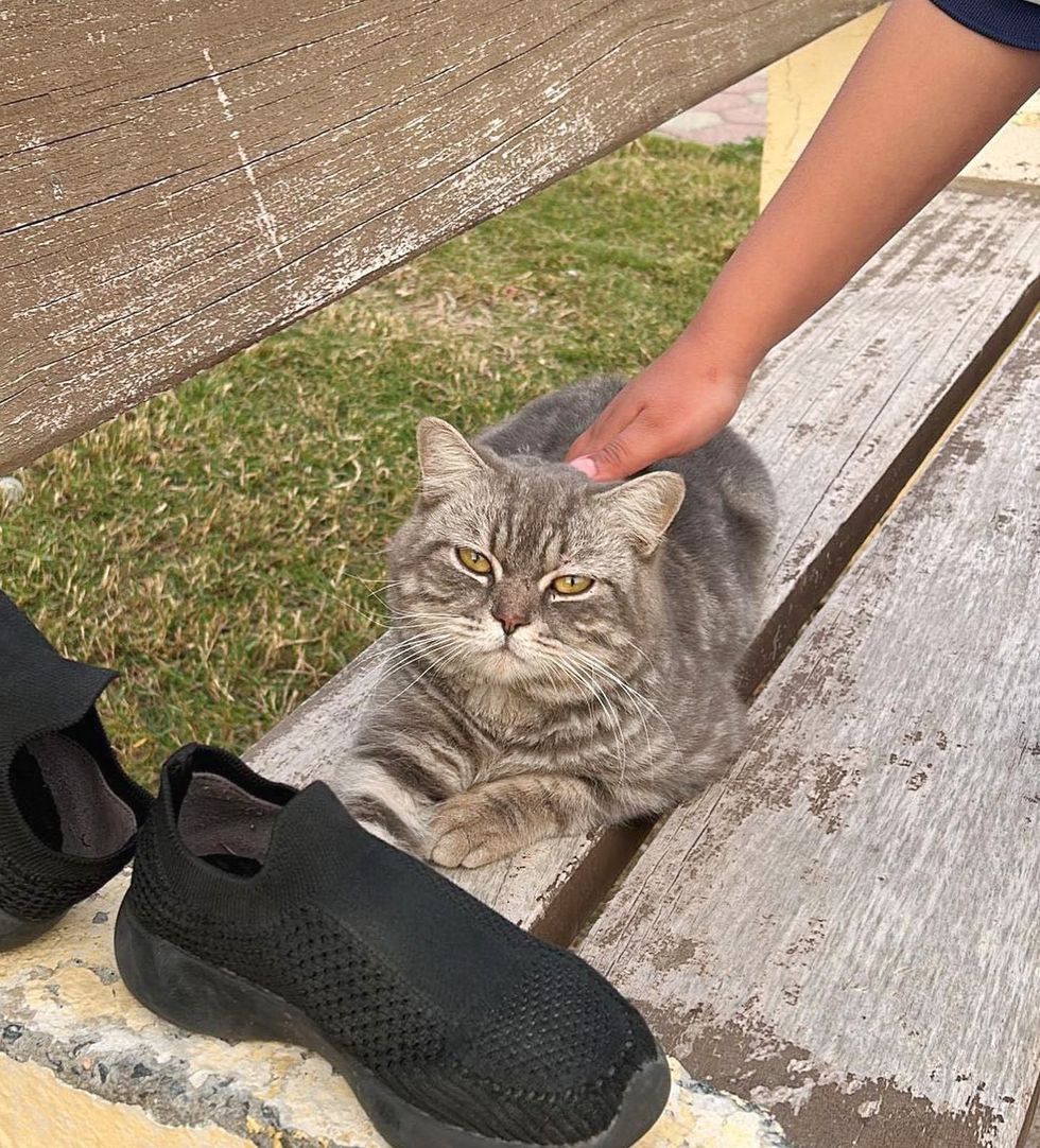 Stray Cat Bench Park