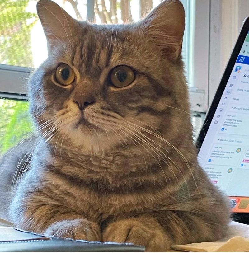 office cat helper