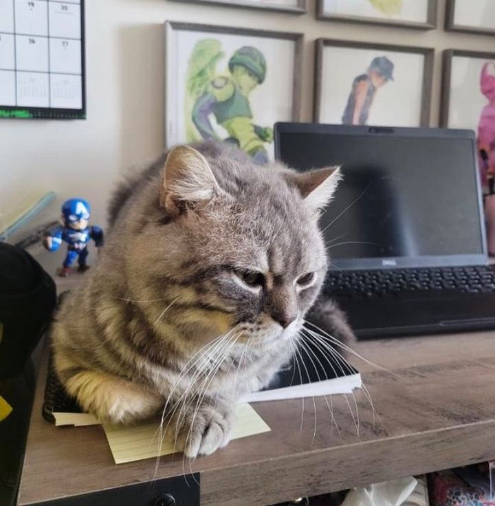 office cat cute