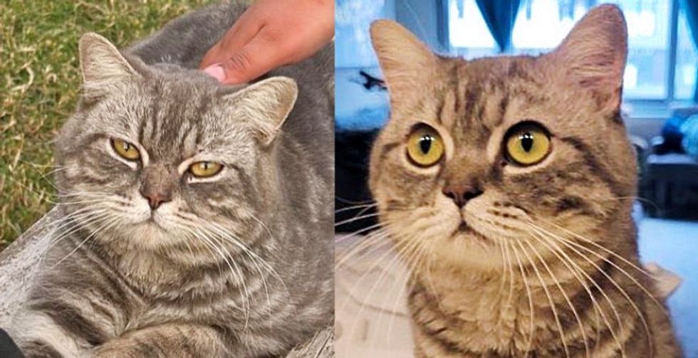 Adopted a stray cat and then became a cat