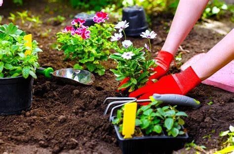 Gardening's Benefits On Our Minds