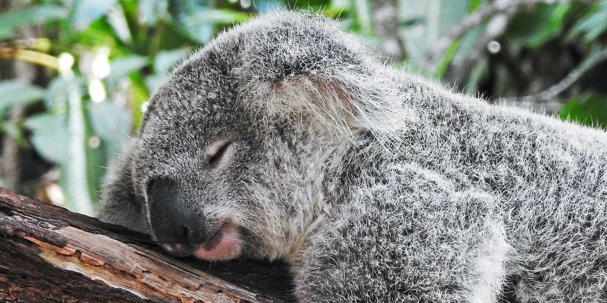 koala bear sleeping on tree