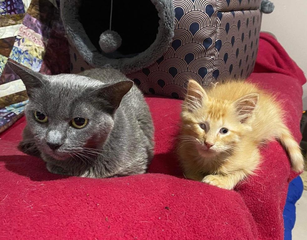 blind kitten cat friends