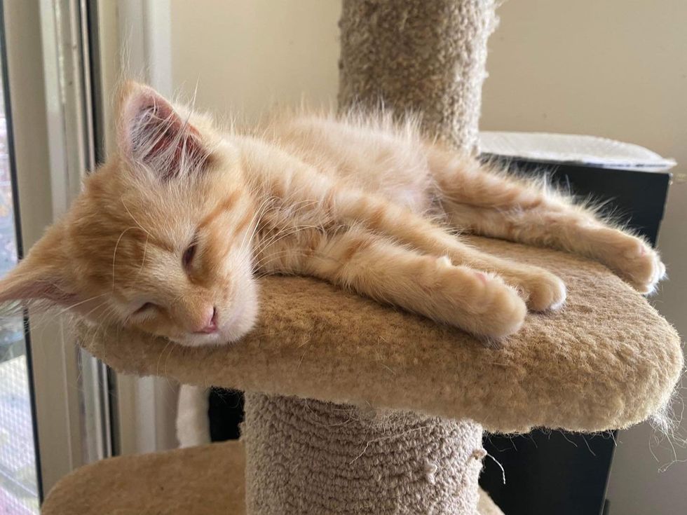 blind kitten sleeping sweetly