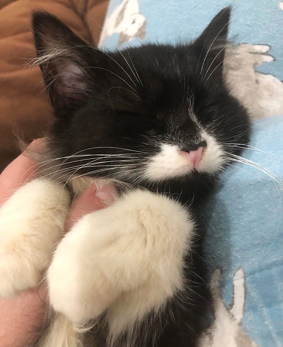 Tuxedo cat snuggling up close