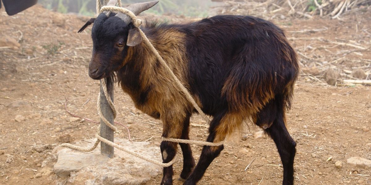 A goat seems lost is rope