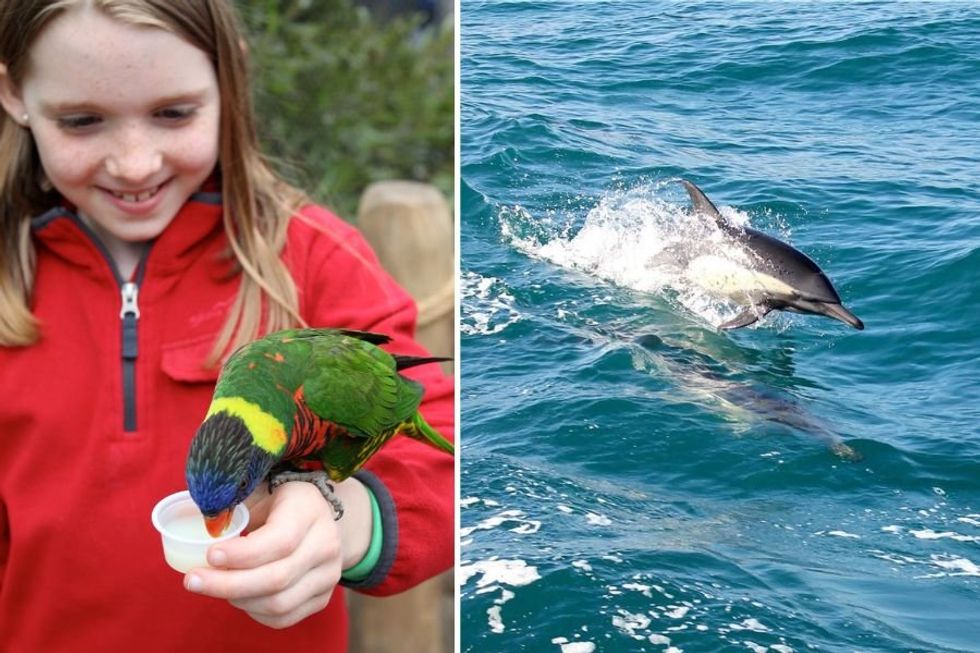 girl with lorikeet, dolphin jumping
