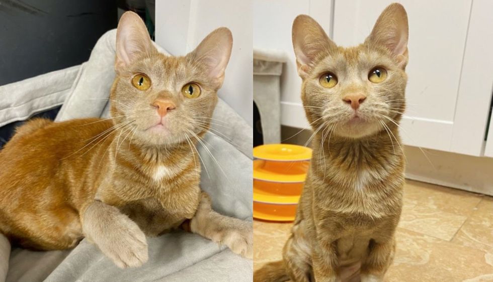 Cat Just Skin and Bones Walks Up to People Asking for Help, in a Month She Makes Incredible Transformation