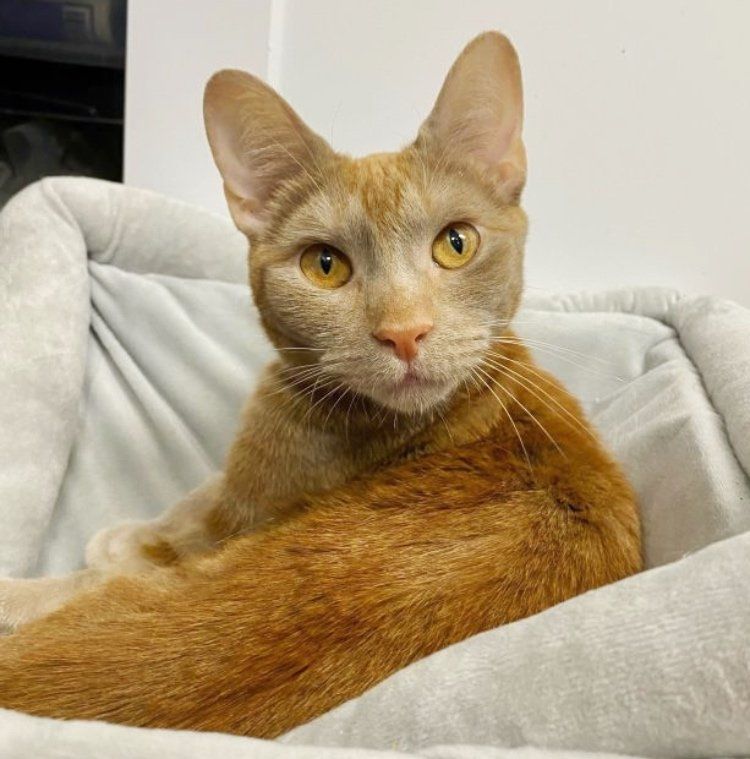 beautiful orange tabby cat