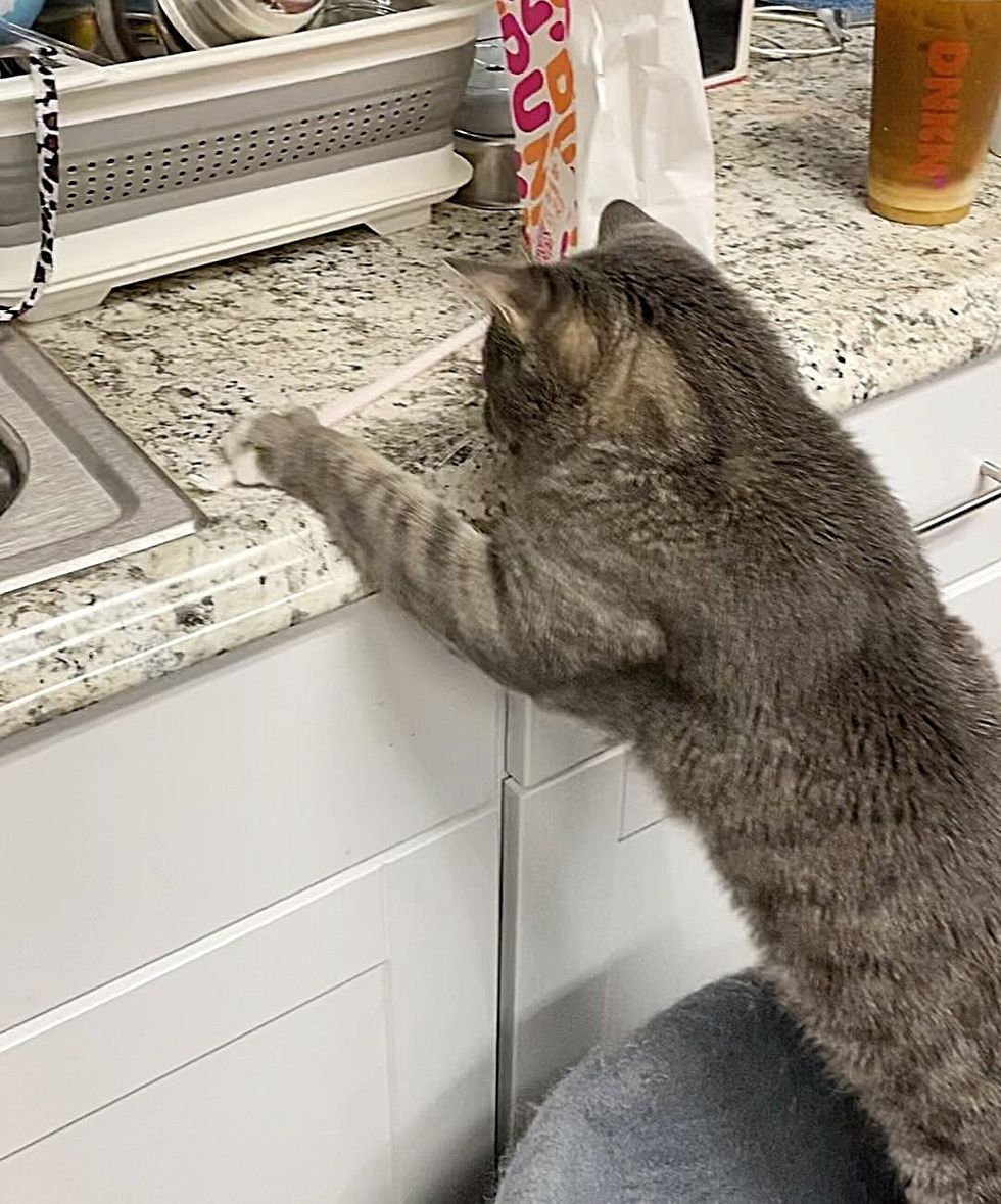 Cat Hiding in Discarded Toilet Turns Out to Be Sweetest Cat Who Loves ...