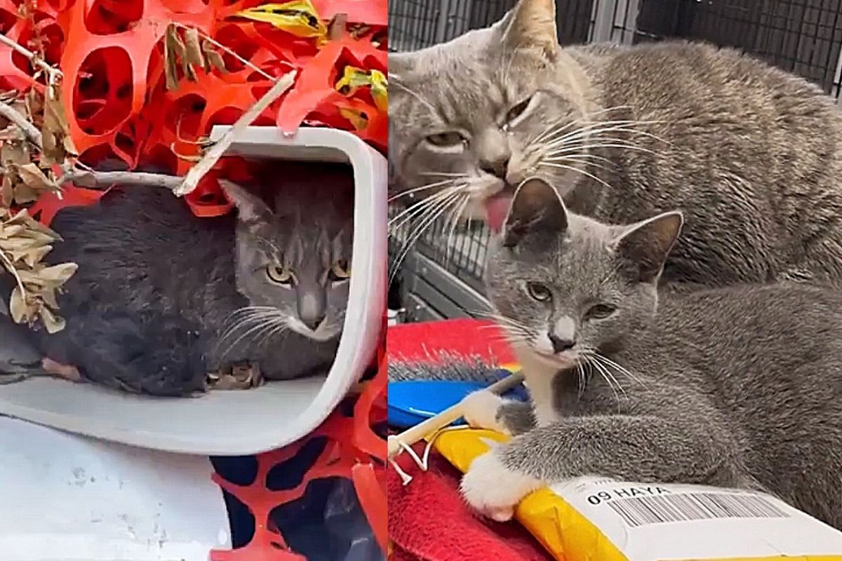 Cat Hiding in Discarded Toilet Turns Out to Be Sweetest Cat Who Loves Kittens and Adores Everyone