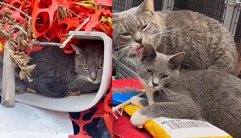 Cat Hiding in Discarded Toilet Turns Out to Be Sweetest Cat Who Loves Kittens and Adores Everyone