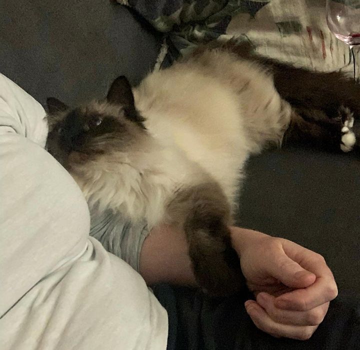 fluffy cat holding hands