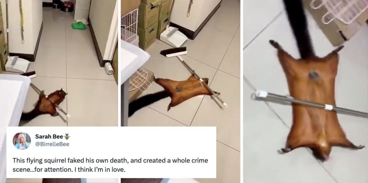 Flying squirrel repeatedly fakes its own death with a broom handle and people are losing it