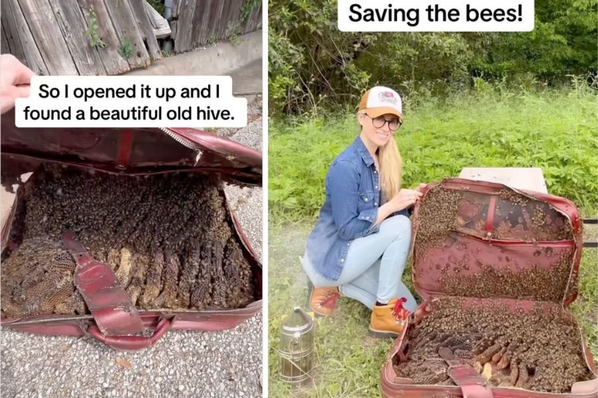 bee rescue, honey bees